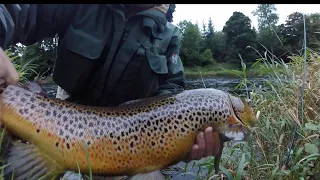 Trout Of A Thousand Years ..The (Buddagh) Wild Dollaghan BrownTrout