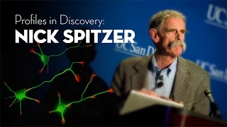 Profiles in Discovery: Neuroscientist Nick Spitzer