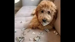 😺 Money doesn’t buy happiness! 🐕 Funny video with dogs, cats and kittens! 😸