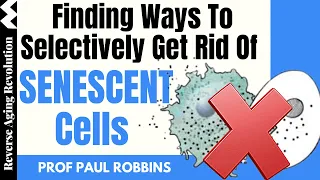 Ways To Selectively Get Rid Of Senescent Cells | Dr Paul Robbins Interview Clips