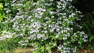 How do I make and keep my Hydrangea blue?