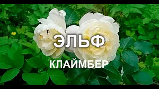 плетистая роза ЭЛЬФ - нежный, белый с лимонным клаймбер высотой до 3 метров
