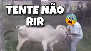 TENTE NÃO RIR: OS MELHORES VÍDEOS DA INTERNET #comedia #tentenaorir #tiktok #viral #like #subscribe