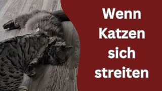 Diese Katzen streiten sich schon wieder! Wer gewinnt, Apollo oder Cosmo?!