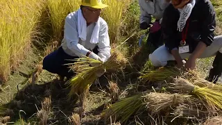 稲刈り（手刈り）の方法