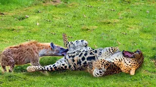 Leopard Suffers When It Is Bitten by a Hyena in a Sensitive Place