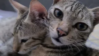 Relaxing cat video watch for de-stress,animal lover de stressing vid,cute cats #cats #kitten