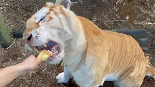 HAND FEEDING ADULT LIONS, TIGERS & JAGUARS ! WHAT HAPPENS ?!