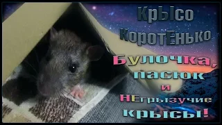 Память | Булочка, пасюк и "НЕгрызучие" крысы. (Wild Rats, Fancy Rats | Дикие и Дек. крысы)