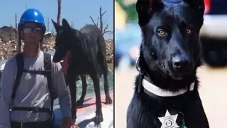 Cop Ambushed In Woods, But K9 Partner Saves His Life