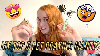 My Top 5 Pet Mantis for Beginners (and experts too!)!!