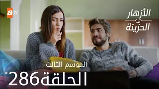 مسلسل الأزهار الحزينة | الحلقة 286 - الموسم الثالث