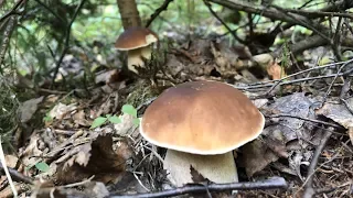 За грибами в смешанный лес | Сентябрь 2019