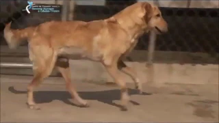 Suflair - cão distrófico especial
