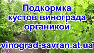 Подкормка винограда органическим удобрением 2017