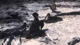 Flightless cormorants nesting