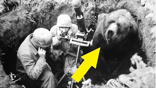 L'ours qui a fait la guerre (2nd Guerre mondiale) - HDG #4