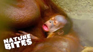 Orangutan Baby Birth: Adorable Zoo Arrival & Heartwarming Moments | Nature Bites