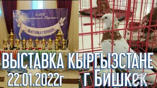 ВЫСТАВКА ГОЛУБЕЙ В КЫРГЫЗСТАНЕ Г БИШКЕК 22.01.2022г #tauben #pigeons