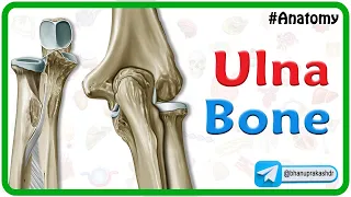 Ulna Bone Anatomy Animation