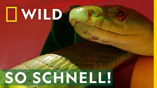 Eine grüne Mamba im Spielzeugschuppen! | Snakes in the City