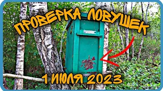 К ЧЕМУ ПРИВОДИТ РАЗВЕДКА ПЧЁЛ?! ПРОВЕРКА ЛОВУШЕК 2023.