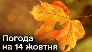 🍁 Погода на 14 жовтня: природа приємно здивує! "Бабине літо" вже настало?