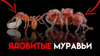 САМЫЕ ядовитые муравьи — Pogonomyrmex anzensis / maricopa (Научные исследования)