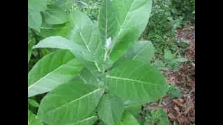 Spiritual uses of wagashi leaves ( Sodom Apple leaf)