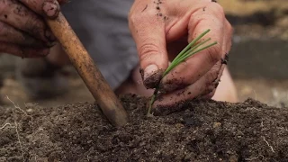 How To Plant Onions And Leeks