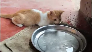 Cute kitty cat with water playing #cat videos