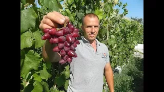 Сверх ранние сорта винограда. Сезон 2017. Часть 4.  (Over the early varieties of grapes. 2017_ 4)