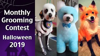 Halloween Creative Grooming – OPAWZ Dogs in Creative Grooming Contest 2019