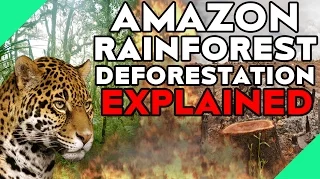 Amazon Rainforest Deforestation Explained