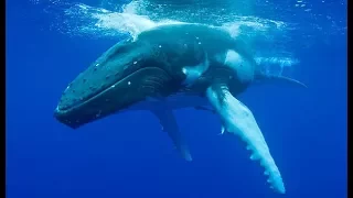 Горбатый кит - Humpback Whale (Энциклопедия животных)