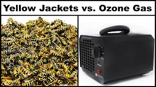 Destroying a Dangerous Yellow Jacket Nest With Ozone Gas. Mousetrap Monday