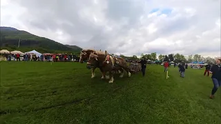 Willow du Bosquet a Oliver, víťazi ťažkého ťahu / 3600 kg (Kľačianská podkova 2023)