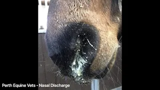 What to do if your horse has nasal discharge