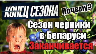 Сбор черники в Беларуси заканчивается. Почему? #черника