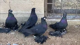 Двухчубые Голуби Кептерлер Pigeons Каптар когучкон кептер