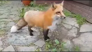 Top 5 Foxes