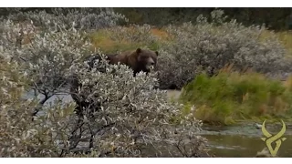 TOP 10 record book Archery Alaskan Brown Bear!