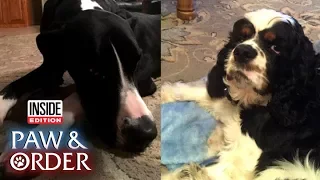 Paw & Order: Great Dane and Cocker Spaniel Make a Mess in Texas