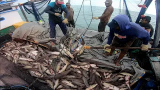 Fantastiss..!panen raya ikan otek KM. ANITA