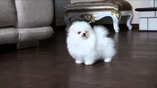 Белый  мини померанский шпиц в медвежьем типе. White puppy Pomeranian.