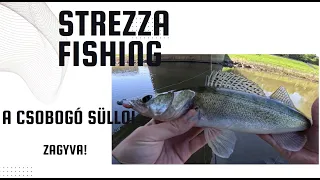 Zander fishing on river Zagyva| Strezza Fishing