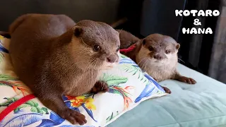 Otters Enjoying a Villa with Hot Spring