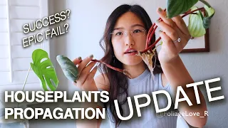 PROPAGATE WITH ME & GROW YOUR PLANT COLLECTION FOR FREE PART II | HOUSEPLANTS PROPAGATION UPDATE