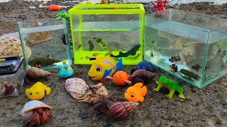 find real sharks, crabs, lobsters, nemo fish, hermit crabs, ornamental fish, puffer fish, snails