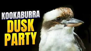 Laughing Kookaburras Party On At Dusk!